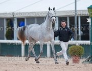 x del Buttasella Tosc Tour2013- S5 1719 : Arezzo, Cavalli d'Italia, Clara del Buttasella, Toscana Tour 2013, foto di Stefano Secchi ©